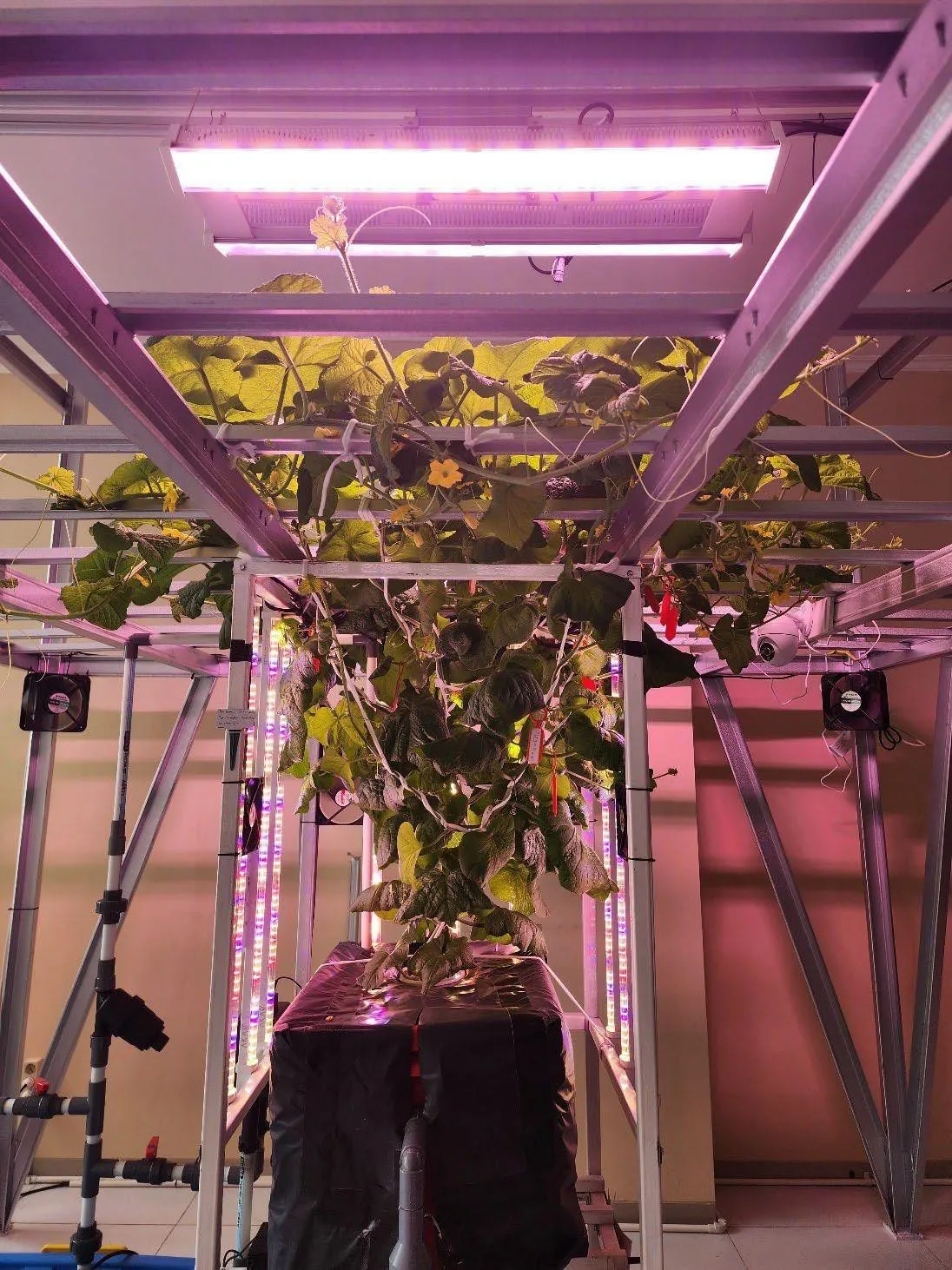 An Akar fullstack fruit growing frame with plants climbing under LED light