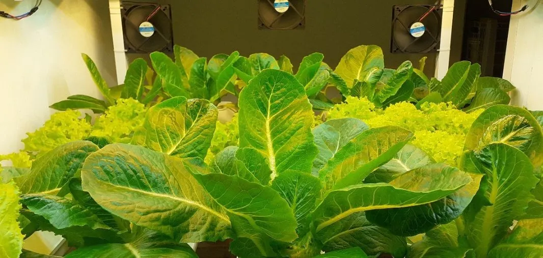 Akar growth period: lush greens under LED