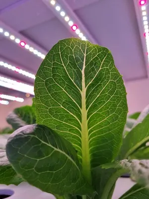 A lettuce leaf lit by LED strips inside an Akar unit