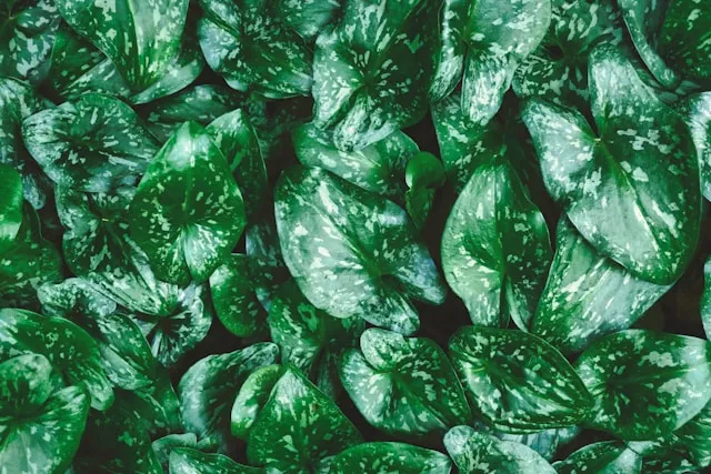 Fresh leafy greens