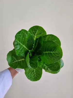 Harvested lettuce head